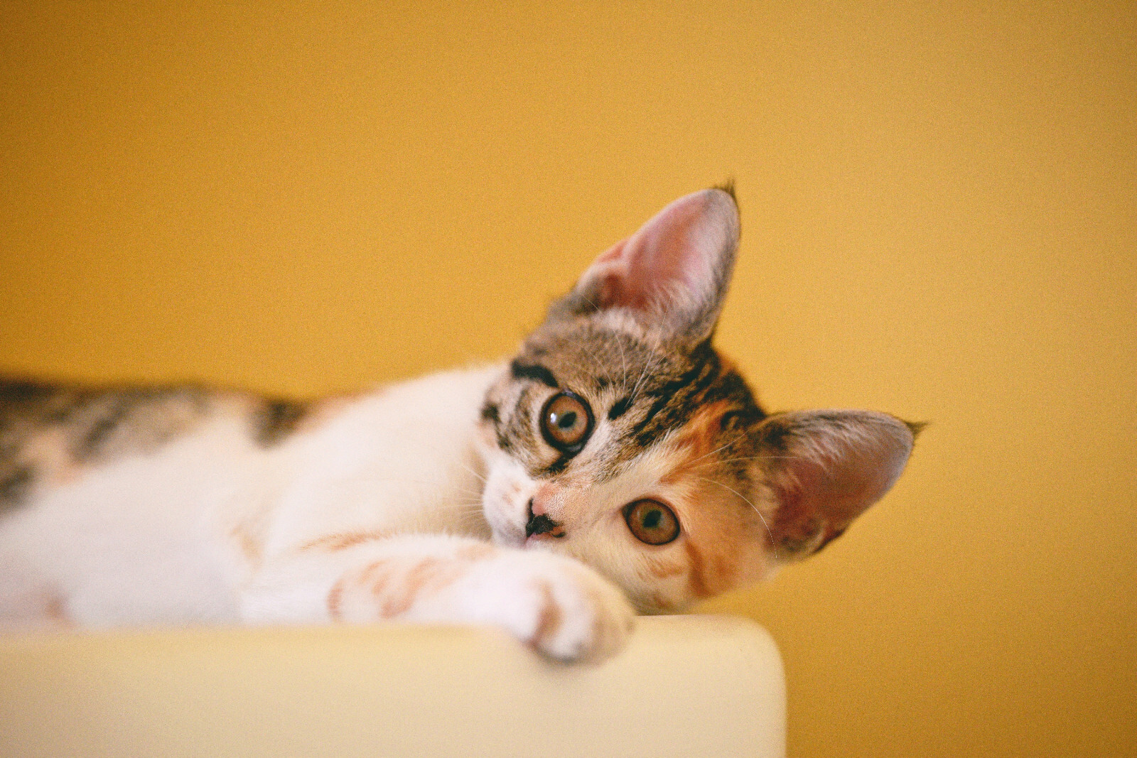 Start your own online Pet store DONE FOR YOU TURNKEY WEBSITE