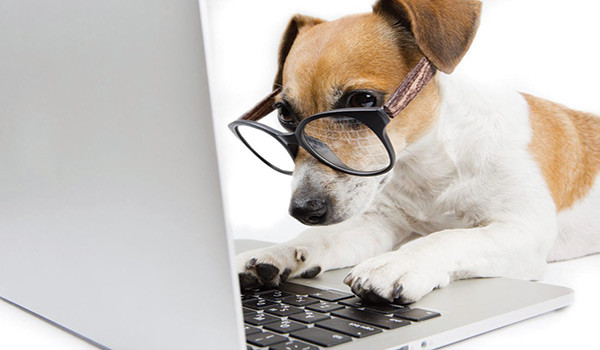 www.PetMedsOnline.com & ..net url for sale – Start your $M+ business today!