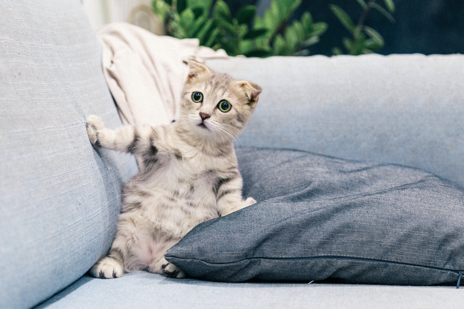 Start your own online Pet store DONE FOR YOU TURNKEY WEBSITE