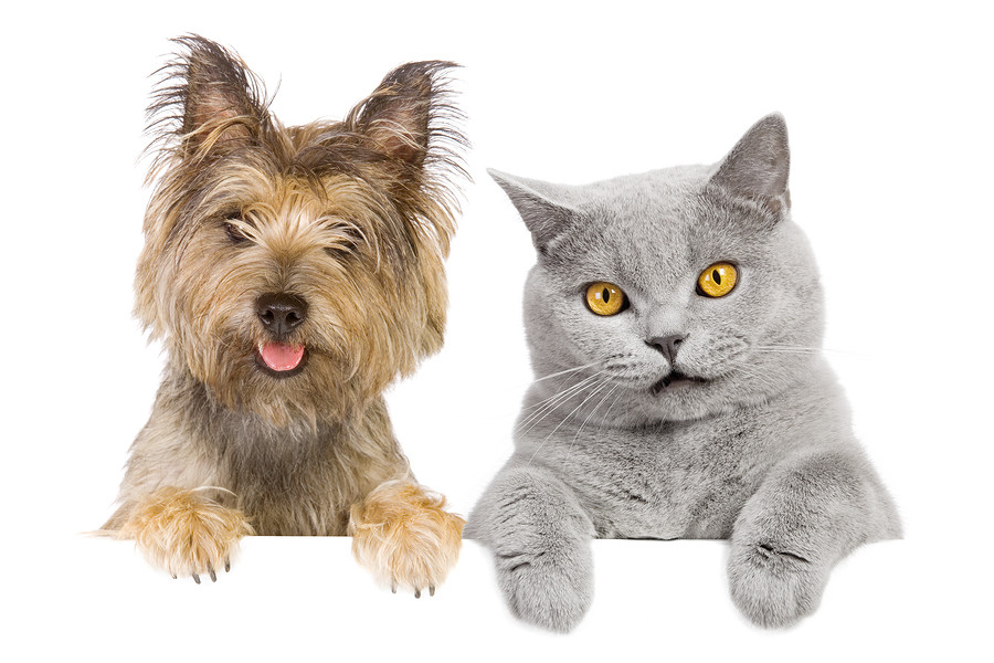 www.PetMedsOnline.com & ..net url for sale – Start your $M+ business today!