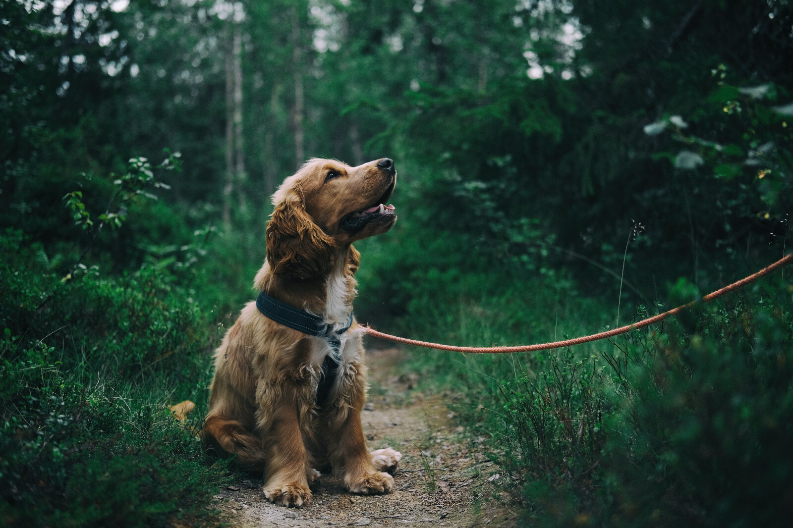 Start your own online Pet store DONE FOR YOU TURNKEY WEBSITE