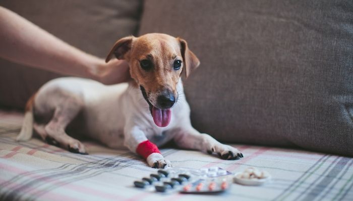 www.PetMedsOnline.com & ..net url for sale – Start your $M+ business today!